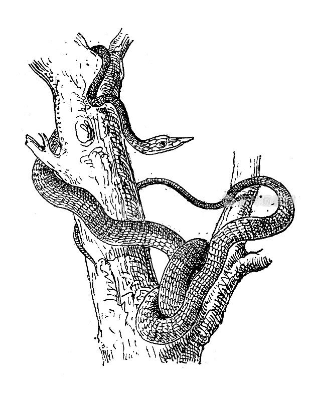 仿古插图:Ahaetulla nasuta，斯里兰卡青藤蛇，长鼻鞭蛇